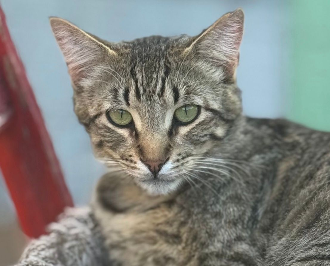 Tabby cat with green eyes resting indoors against a pale blue background