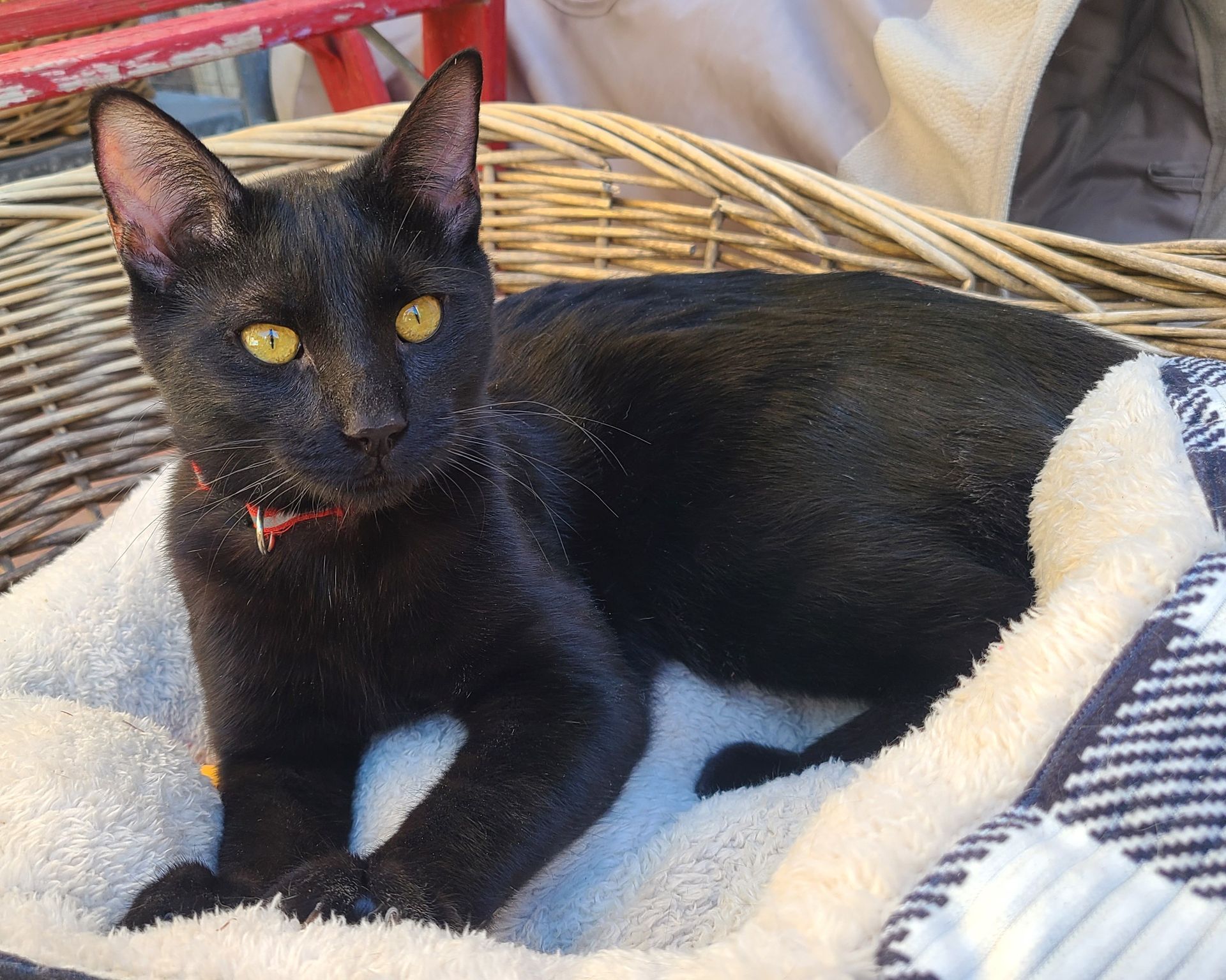 A sleek black cat with bright yellow eyes rests comfortably inside a woven wicker basket lined with a soft blanket.