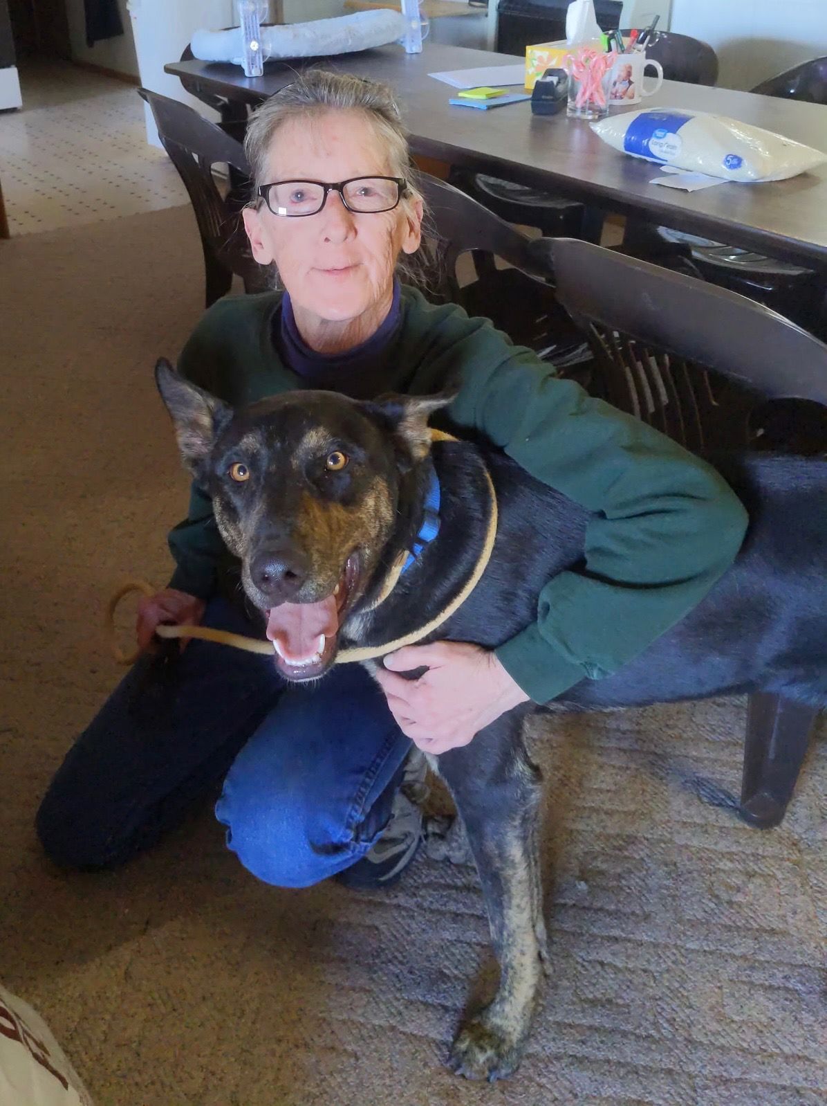 Dog with upright ears and brindle legs wearing a red bandana, standing inside a doorway.
