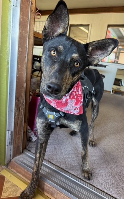 Black and brindle dog wearing a red bandana, tilting its head, standing in a doorway.