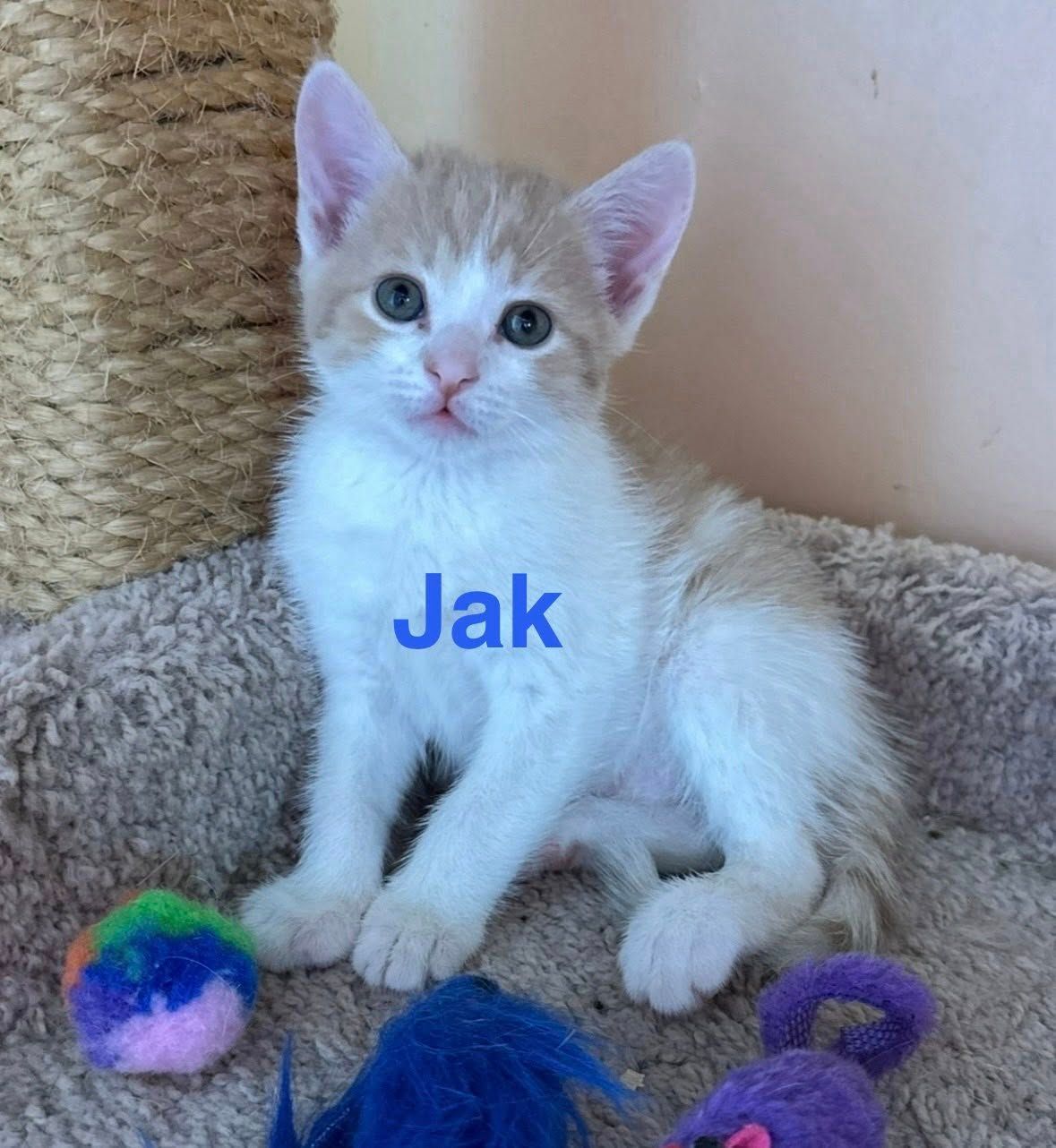 Small white-and-ginger kitten sitting on a cat tree with colorful toy balls, labeled “Jak”