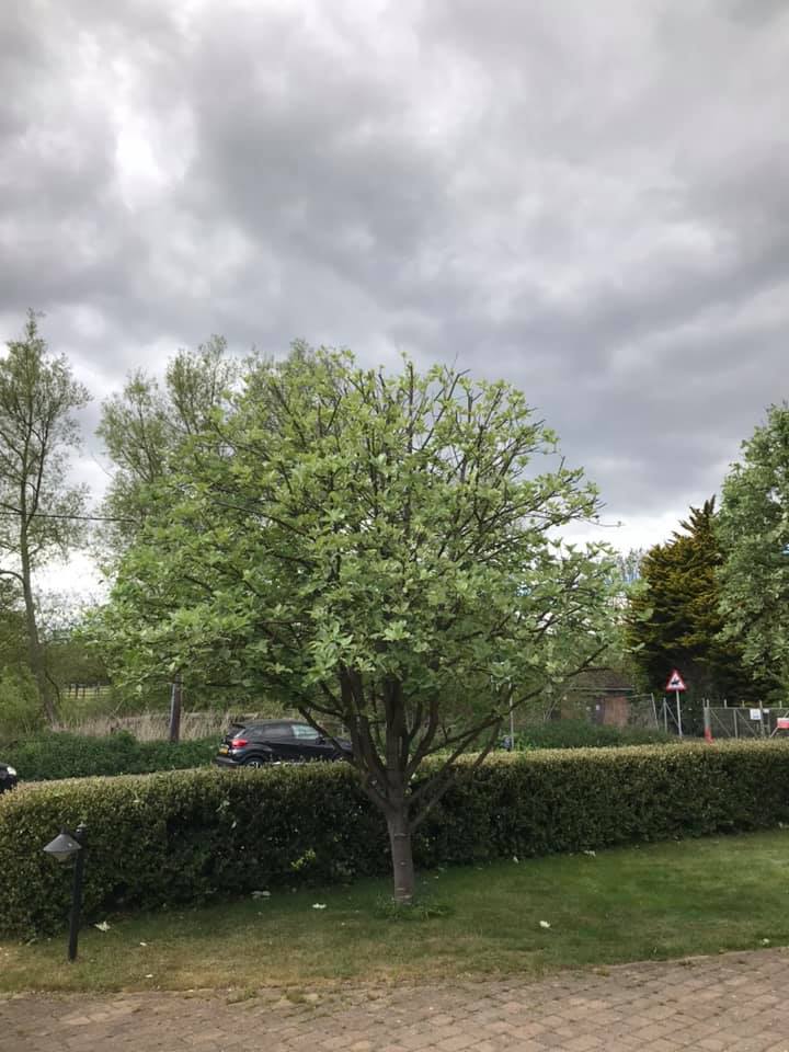 Tree following tree pruning by Tree Surgeon Colchester