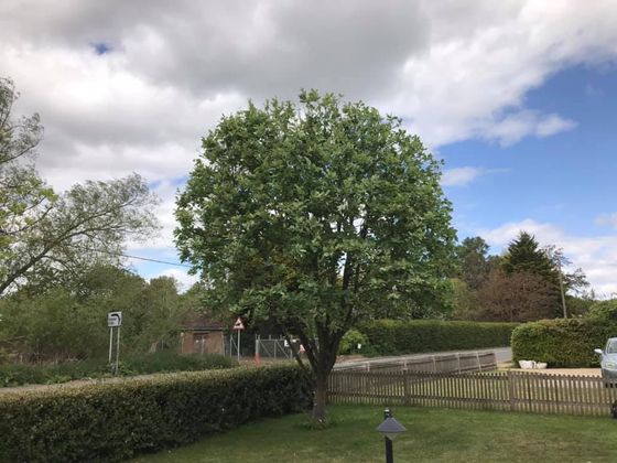 A tree following crown reduction in Colchester