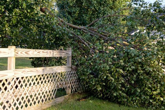 tree blown down over a fence needing emergency removal