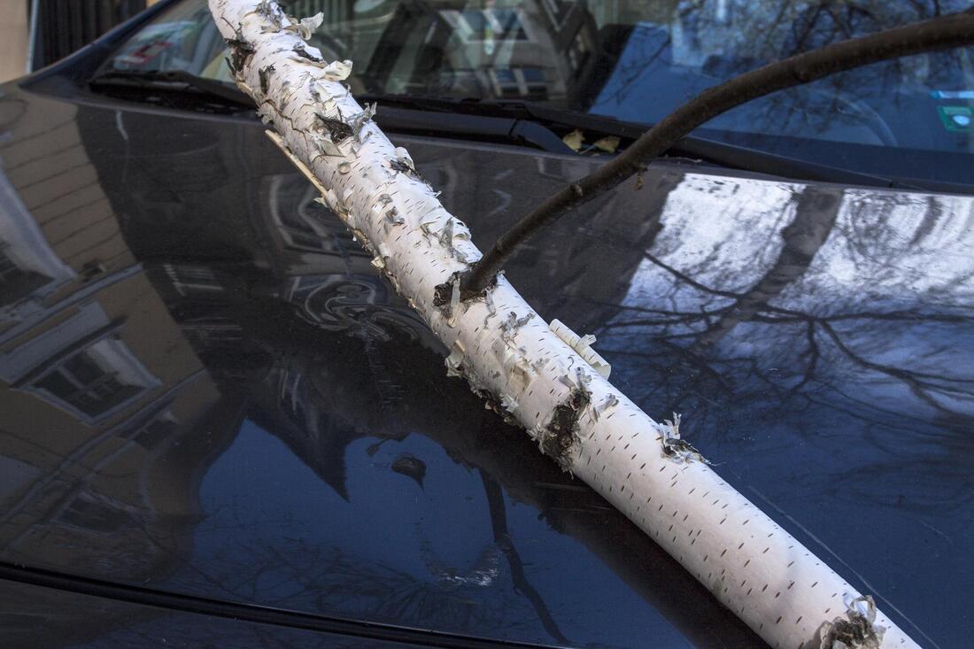 household requiring emergency tree services in Colchester