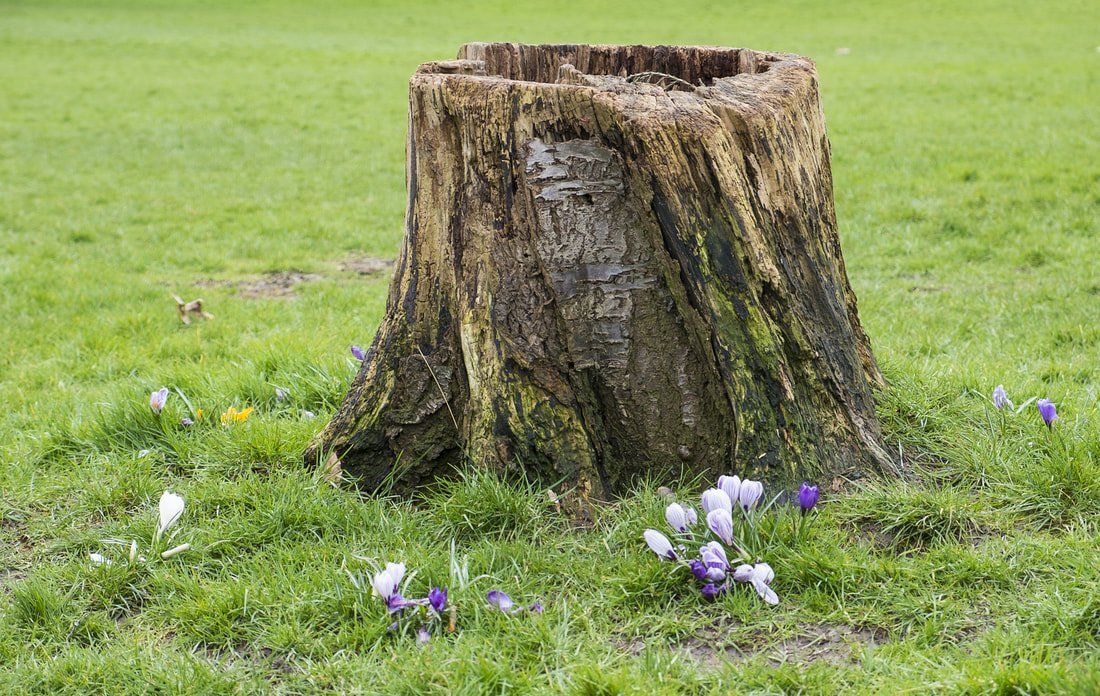 Stump requiring removal by Tree Surgeon Colchester