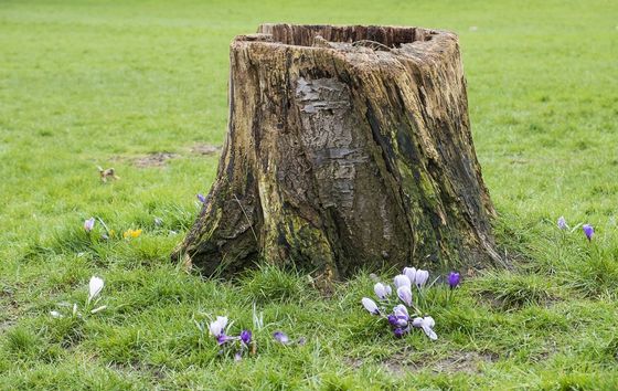 a tree stump needing removal in Colchester park
