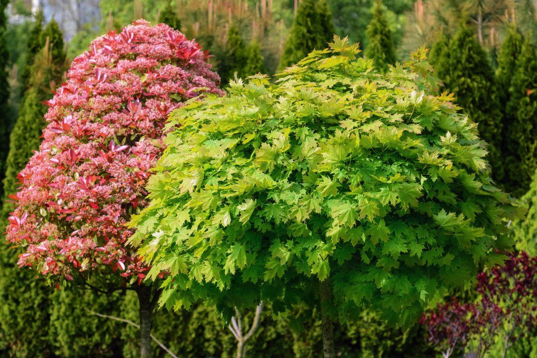 healthy trees
