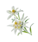 White edelweiss flowers with yellow centers and green leaves on a white background