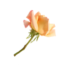 Pale peach and yellow rose with a green stem on a white background