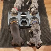 Four dogs eating from a multi-bowl feeder on a rug indoors.