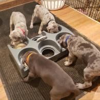 Four dogs eating from a raised multi-bowl feeder on a rug indoors