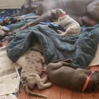 Several dogs sleeping together on blankets and newspaper indoors