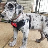 Spotted puppy wearing a black harness and red bow tie, standing indoors on a concrete floor.