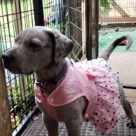 Gray dog in a pink polka-dot dress standing in a fenced area