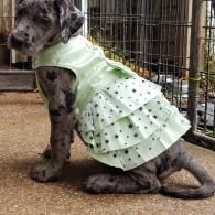 Spotted dog wearing a mint green dress, sitting in a kennel area