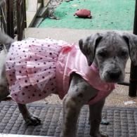 Gray puppy in a pink dress standing on a mat near a doorway