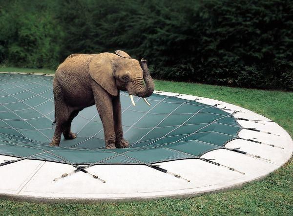 An elephant is standing on top of a trampoline