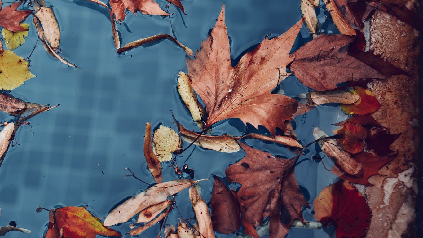 Fallen leaves in shades of red, brown, and yellow floating on the surface of a blue swimming pool.