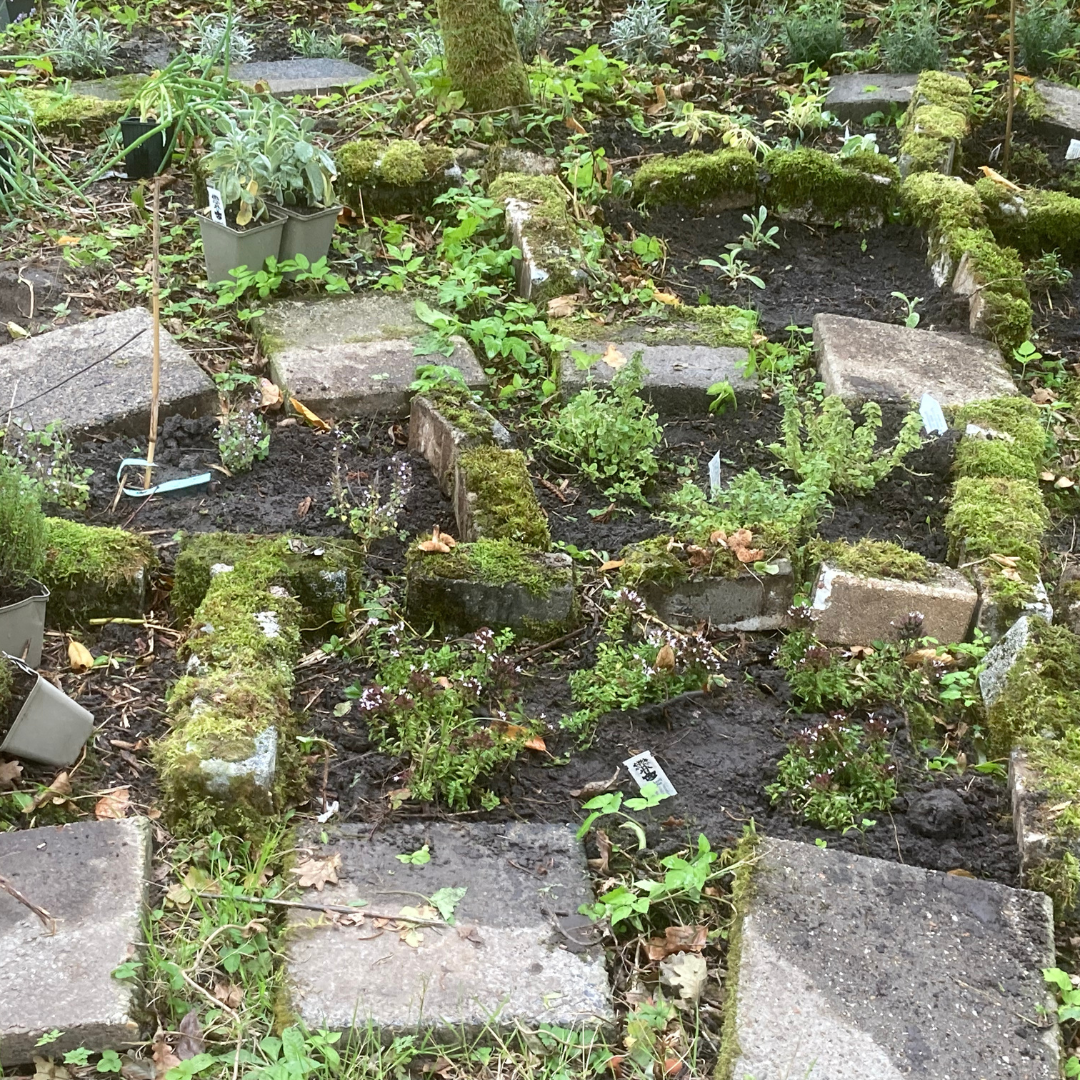 Een verhoogd tuinbed met met mos bedekte betonblokken, diverse groene planten en kruiden in potten.