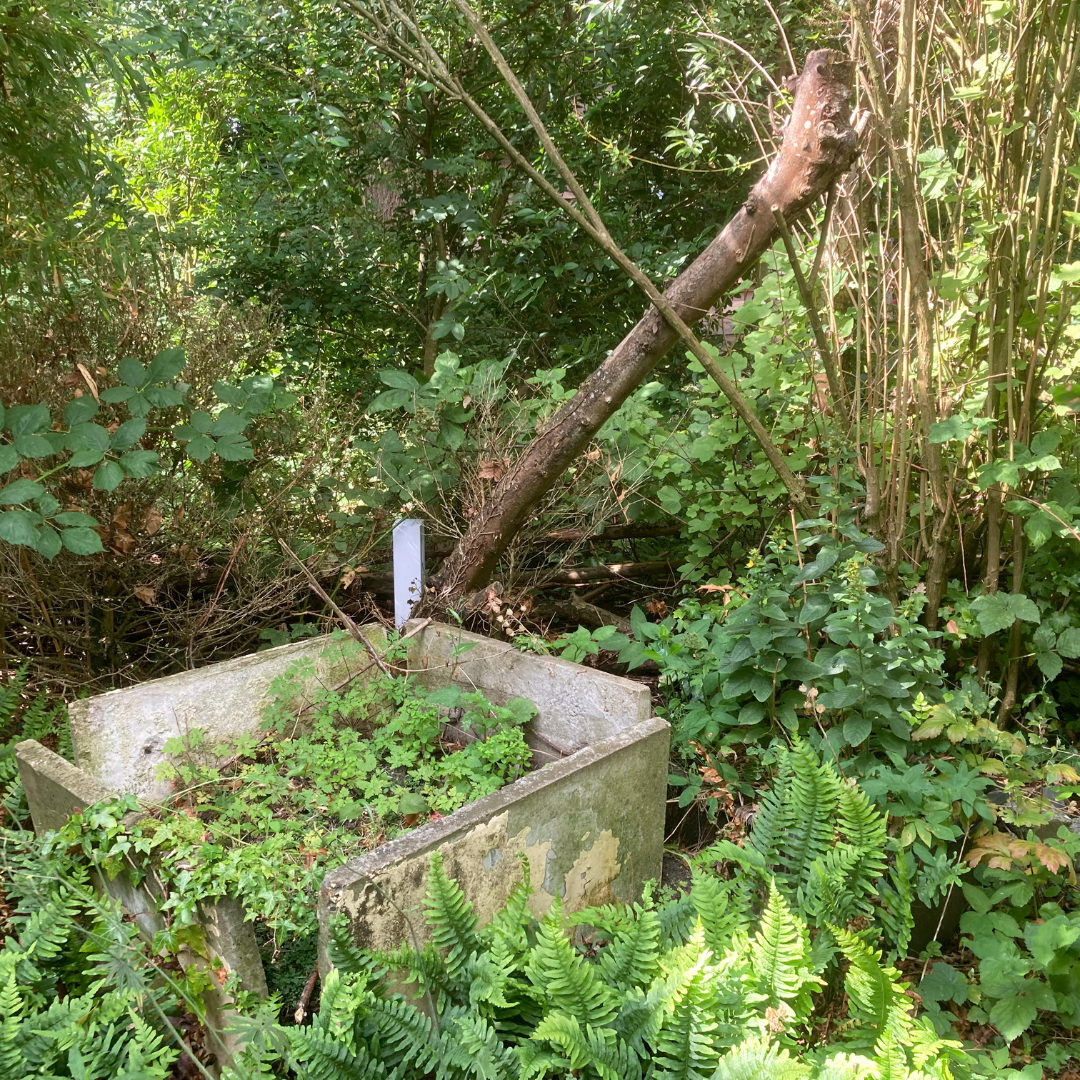 Concrete basin overgrown with plants, a fallen tree limb propped against it in a forest setting.