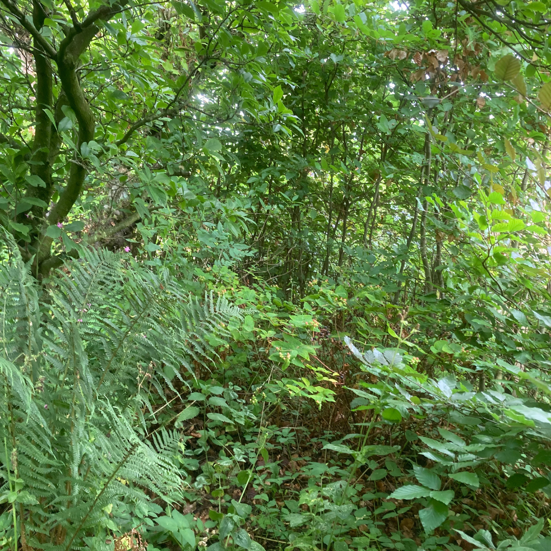 Lush green forest with ferns and dense foliage. Sunlight filters through the leaves.