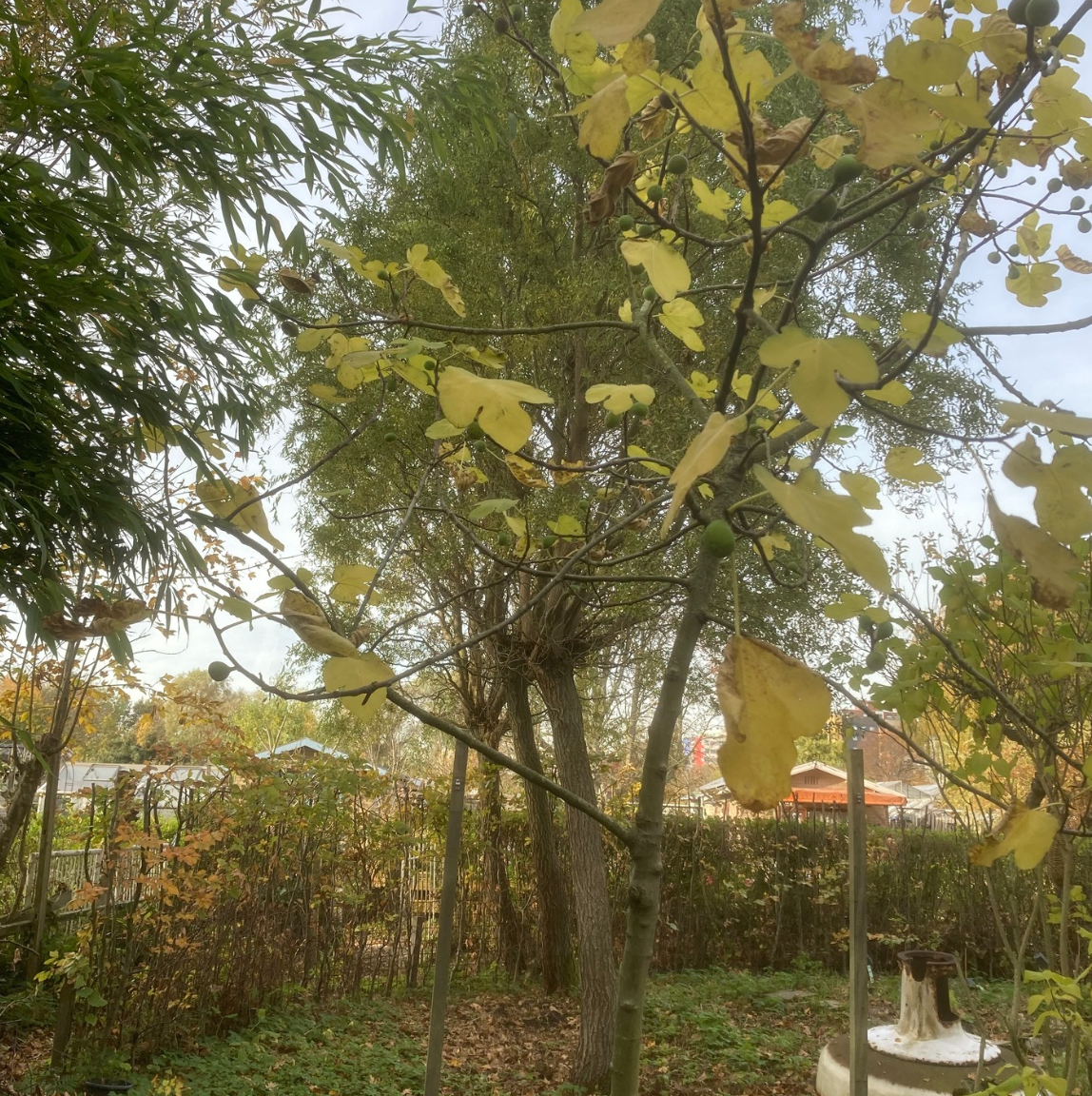 Tree with yellowing leaves in a garden, late autumn setting.