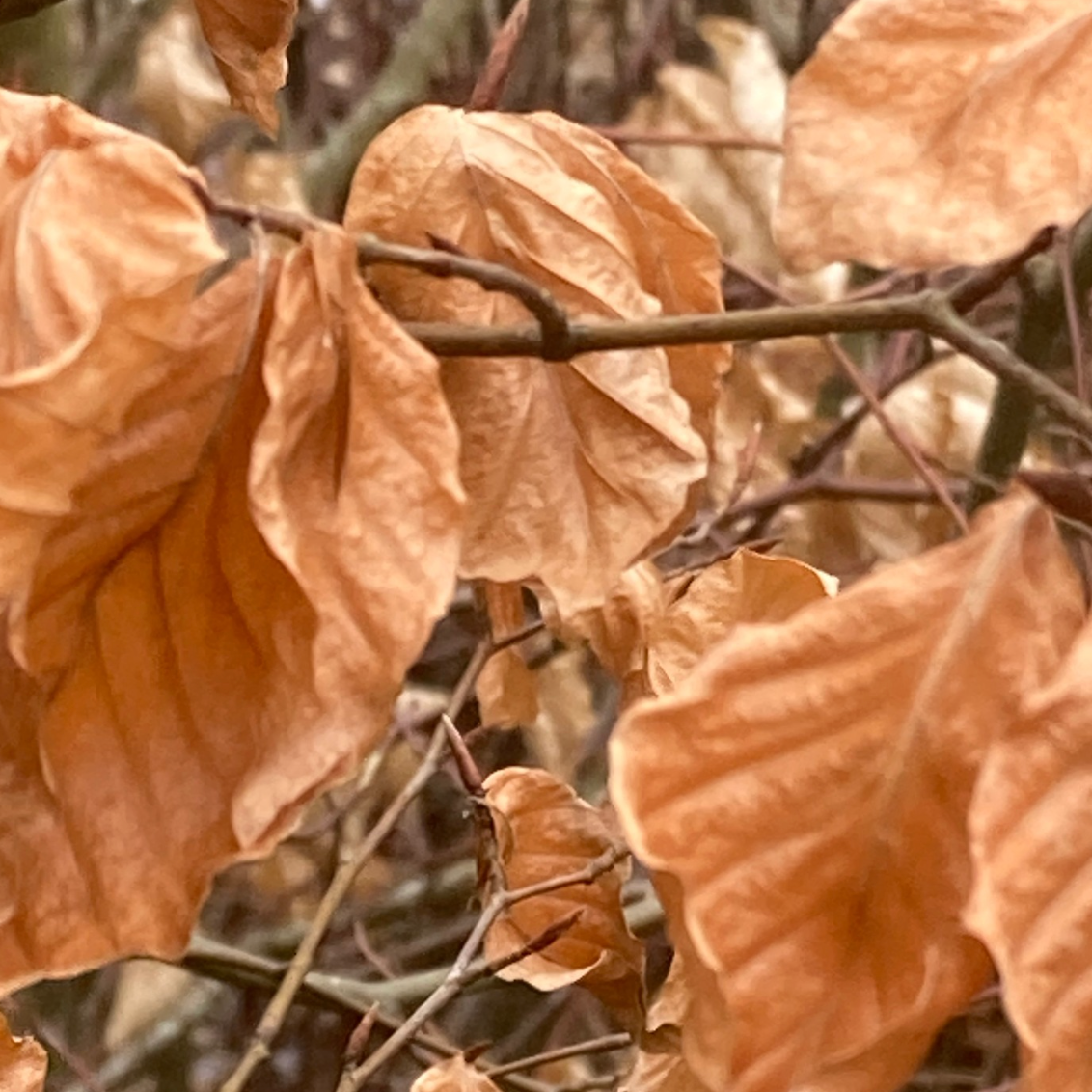 Verdroogde, bruine bladeren die aan dunne takken hangen. Close-up van herfstbladeren.