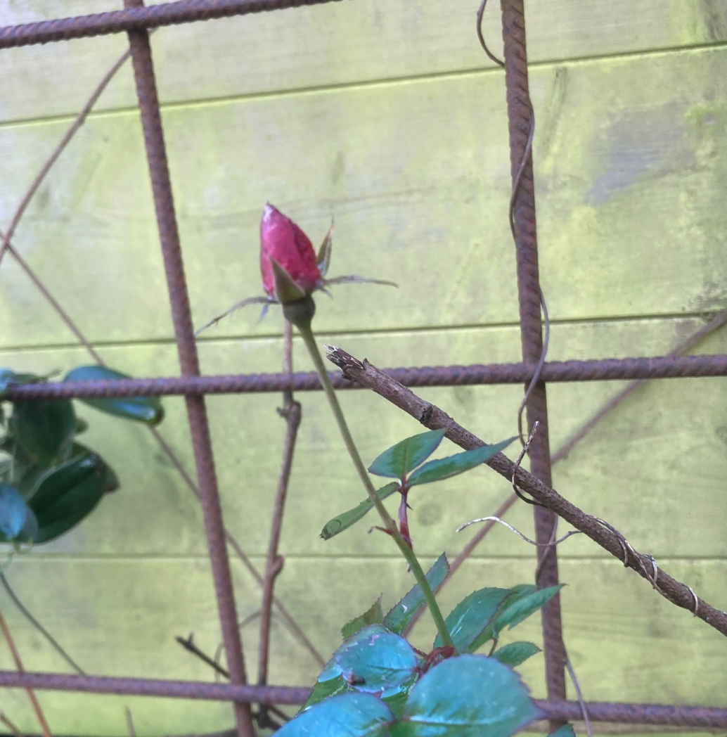 Pink rose bud growing on a vine, against a weathered green fence.