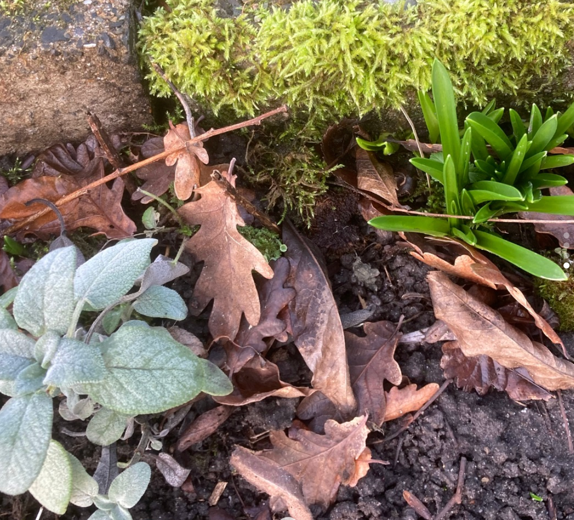Groene en zilverkleurige planten, gevallen bladeren en mos in een tuinomgeving.