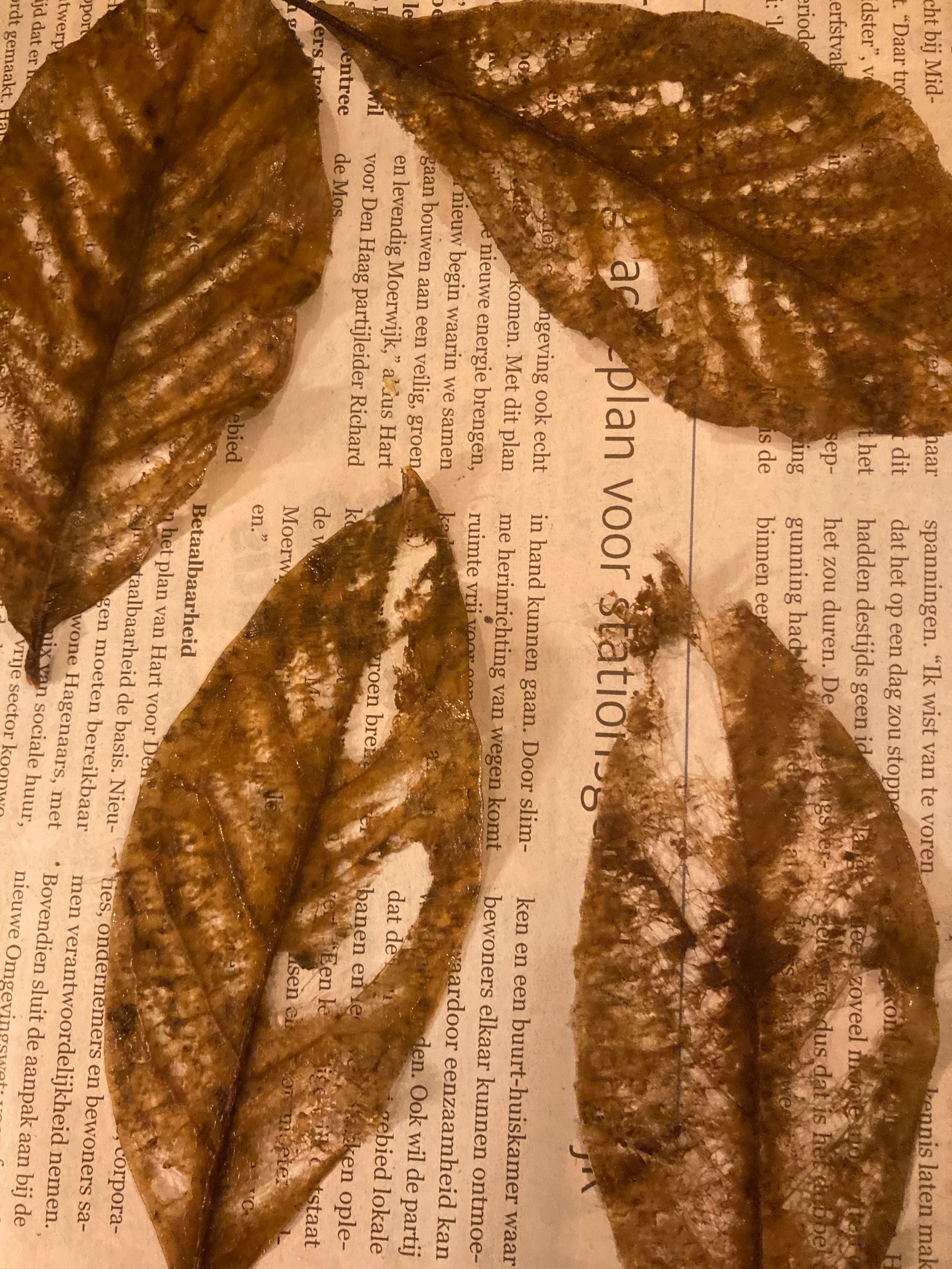 Four brown leaves on a beige background with text, possibly from a newspaper.