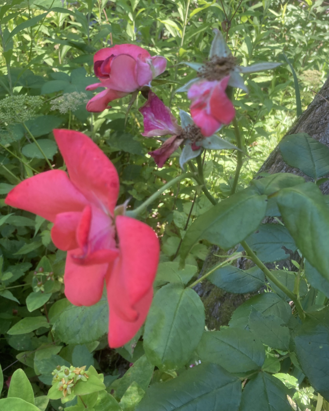 Bright pink flowers among green leaves in a garden.