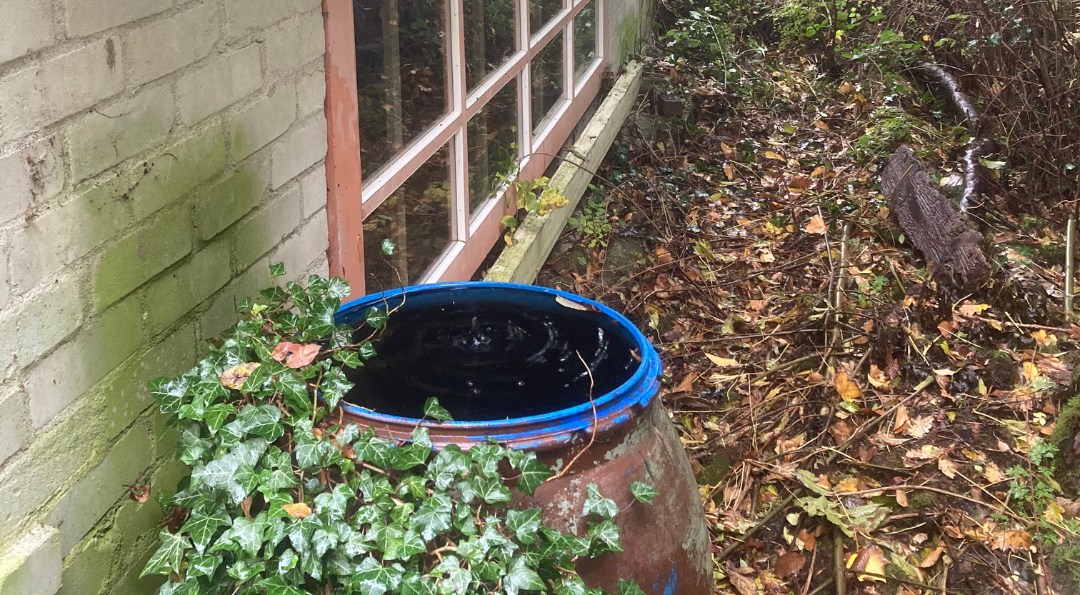 A rain barrel beneath a window, partially covered in ivy. Foliage and fallen leaves surround it.