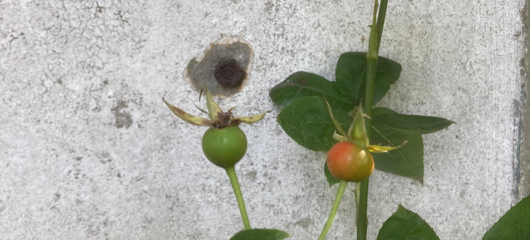 Rose plant with green leaves and orange rose hips against a weathered gray wall.