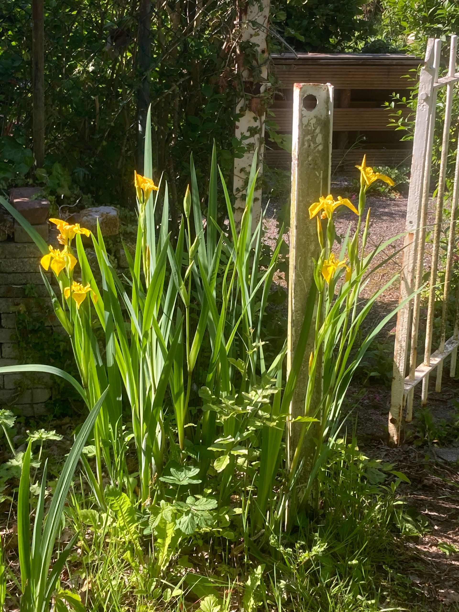 Yellow flowers and tall green leaves growing in a sunny garden beside a white fence and wooden trellis.