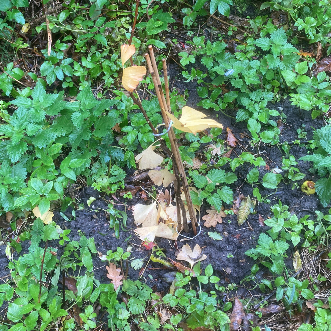 Small ginkgo tree sapling with yellow leaves, staked and surrounded by green plants and earth.