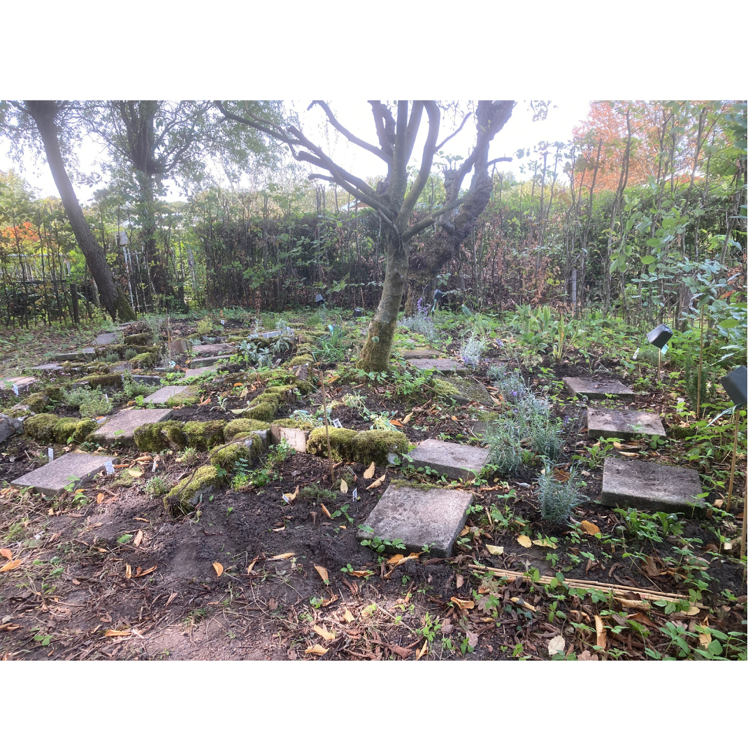 Stone path through a garden, moss-covered pavers, tree in the center, shrubs in the background.