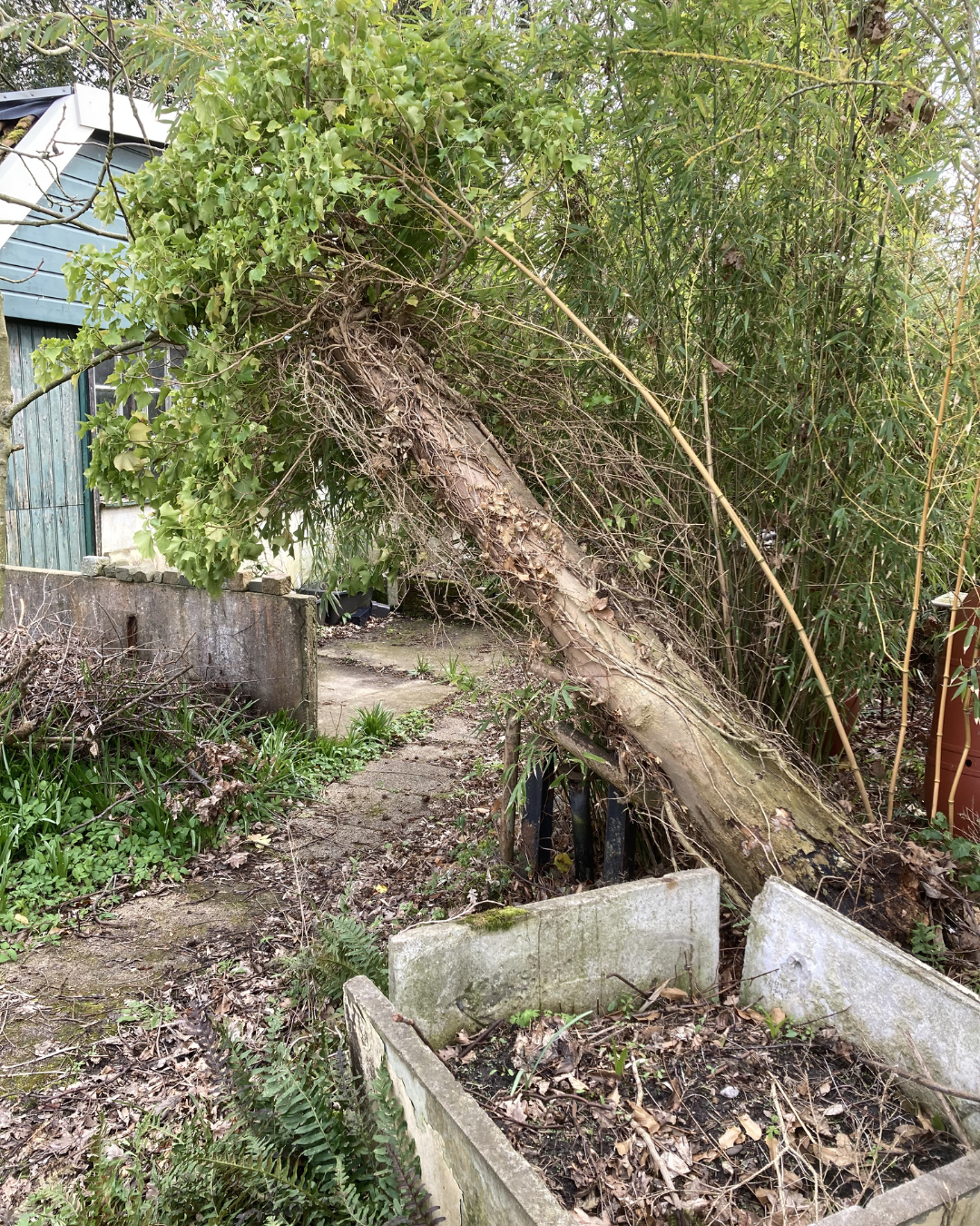 A partially uprooted tree leaning over a garden path next to a concrete planter and a shed.