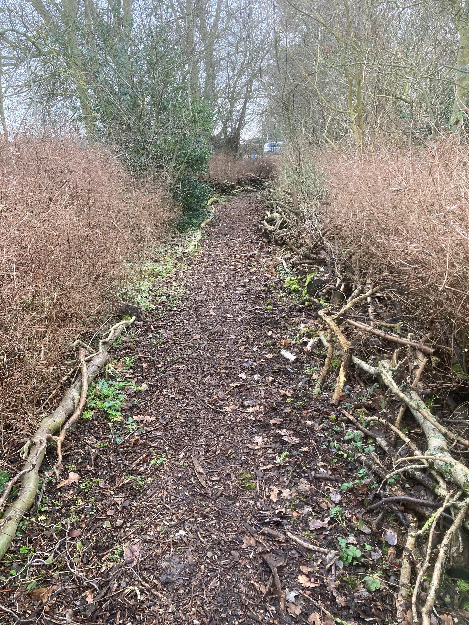 Een onverhard pad door een bosrijk gebied, omzoomd met bruine struiken en bomen.