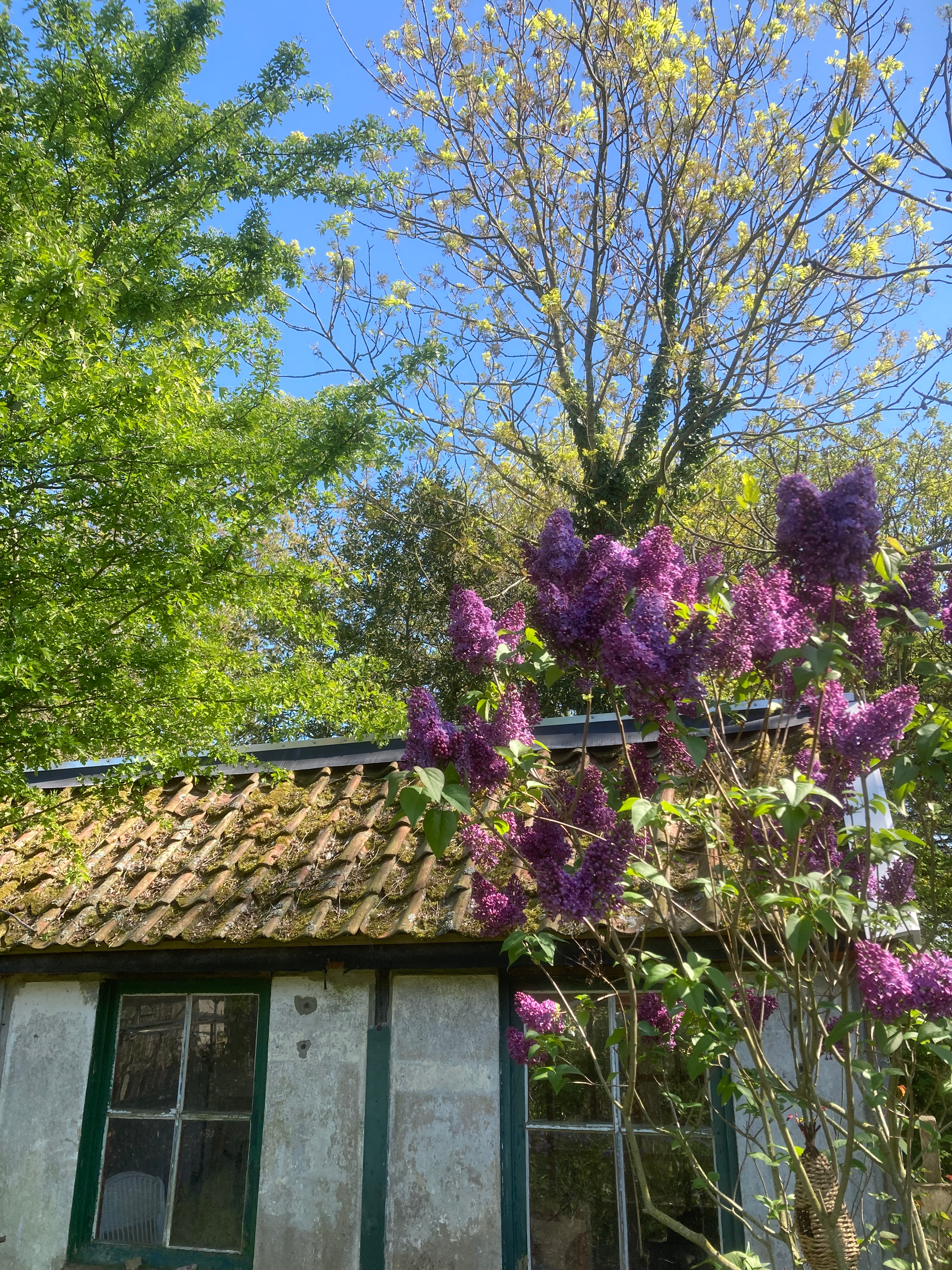 Mossy cottage with tiled roof, surrounded by blooming purple flowers and tall trees under a blue sky