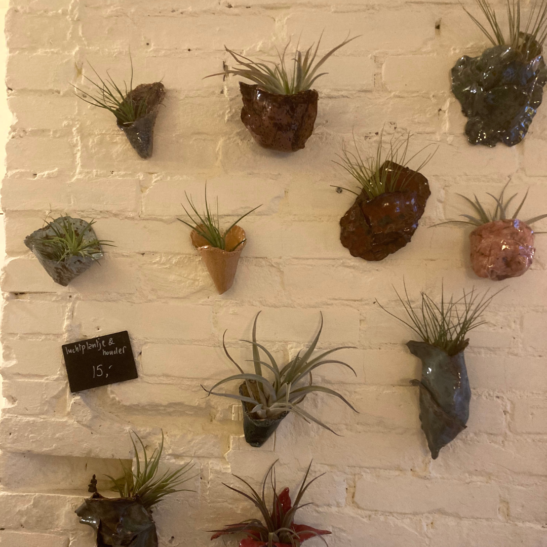 plantenpotjes aan muur van kleurig keramiek met luchtplantjes air plants
