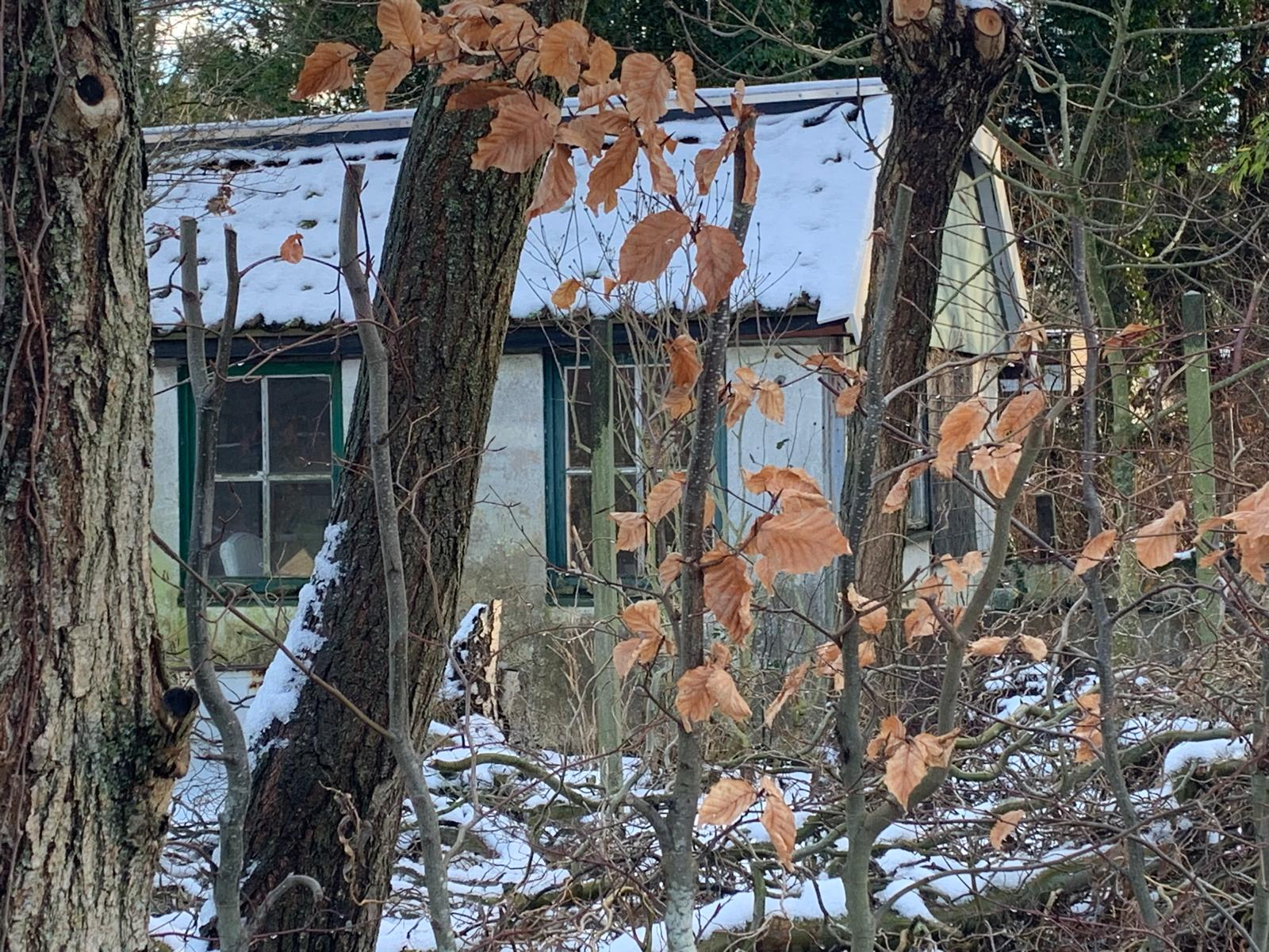 Een met sneeuw bedekt, verweerd schuurtje, verscholen tussen kale winterbomen; bruine bladeren, een bevroren dak.