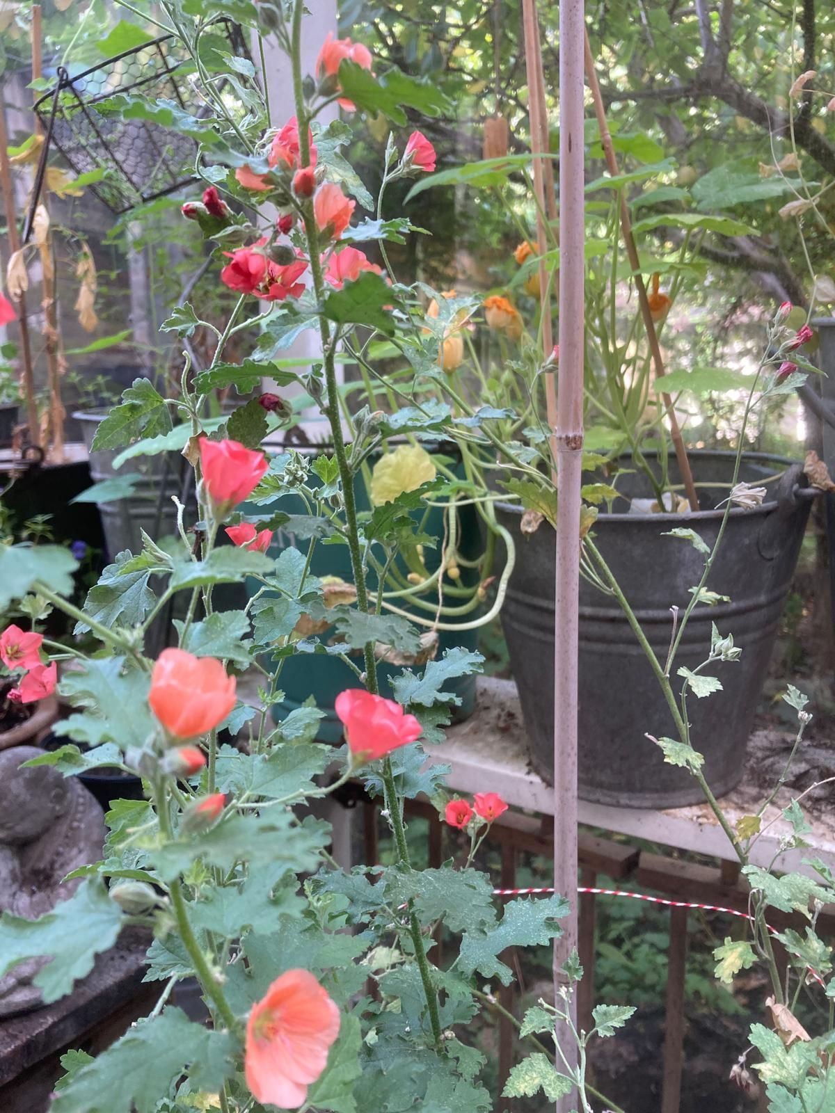 Tall plant with salmon-colored flowers in an outdoor setting, with buckets and greenery in the background.