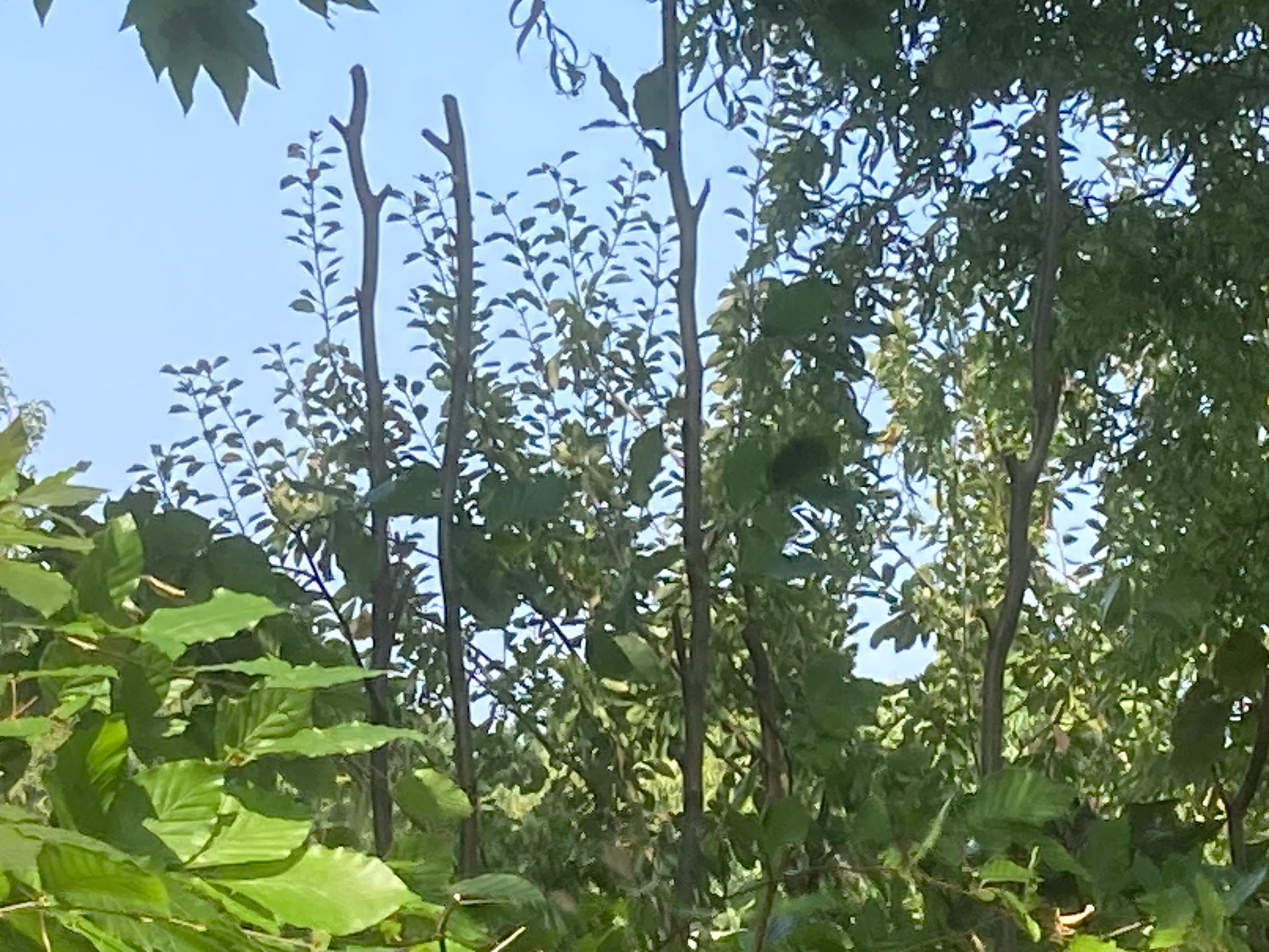 snoeiwerk liguster beukenhaag in verwaarloosde volkstuin