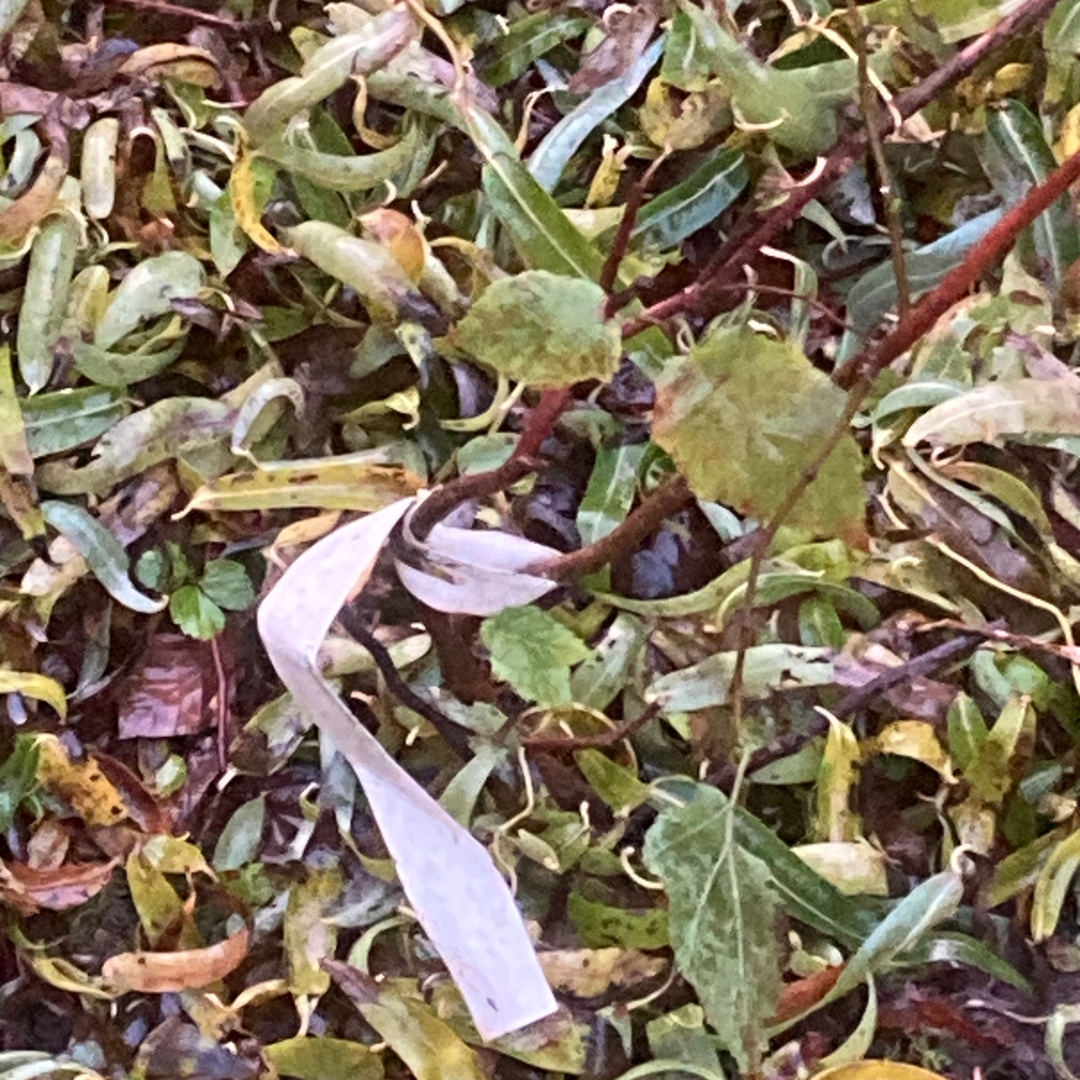 Close-up of fallen leaves, branches, and a torn, light-colored paper strip. Browns, greens, and yellows dominate.
