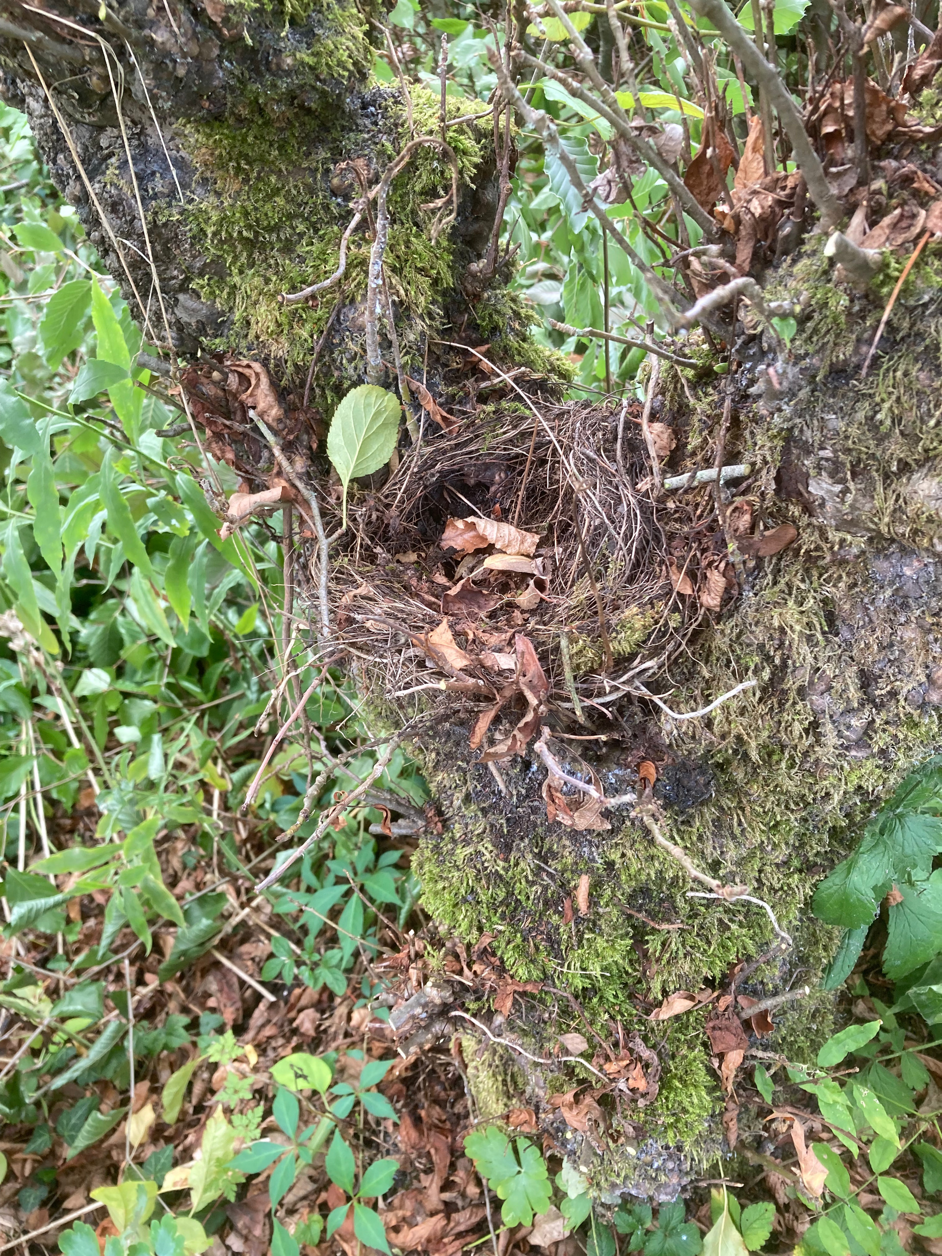 vogelnestje in appelboom