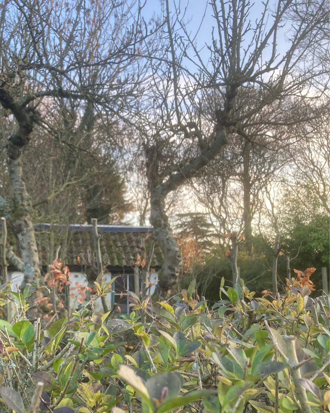 Een klein huisje verscholen tussen kale bomen, met een zonovergoten hemel die door de takken heen schijnt. Op de voorgrond staan hagen.