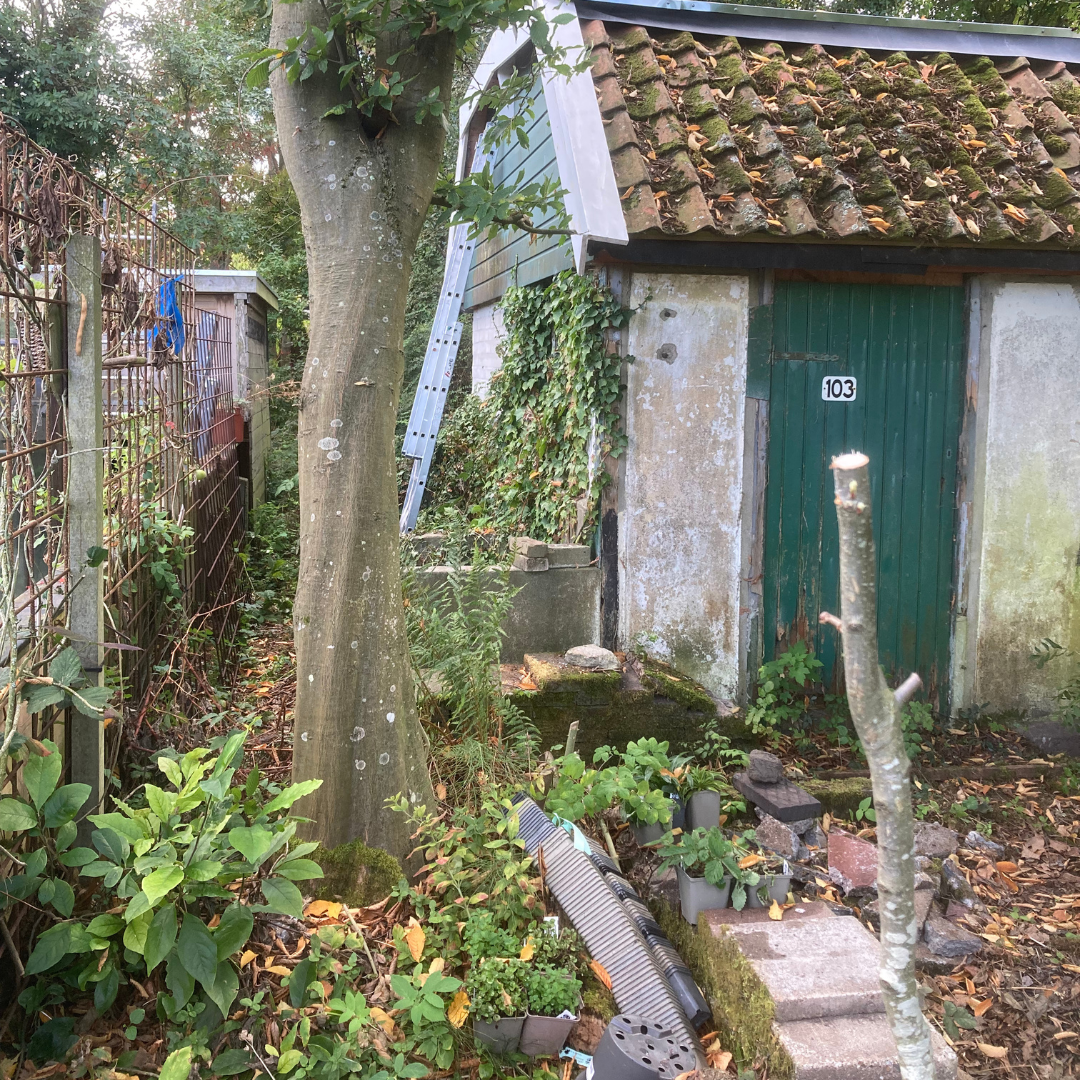 A garden scene with a shed, tree, and overgrown plants.