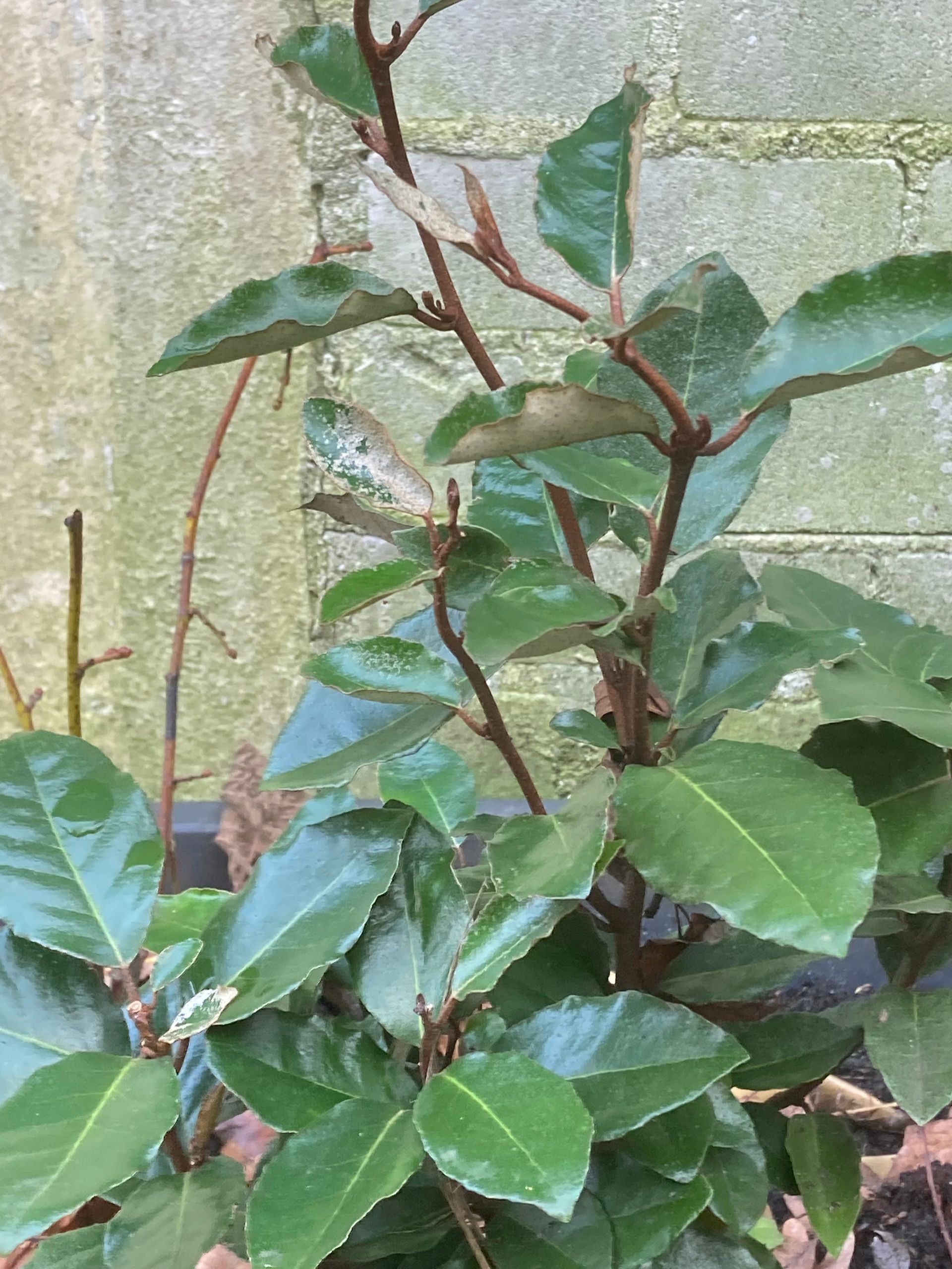 Green leafy plant with brown stems, against a concrete wall.