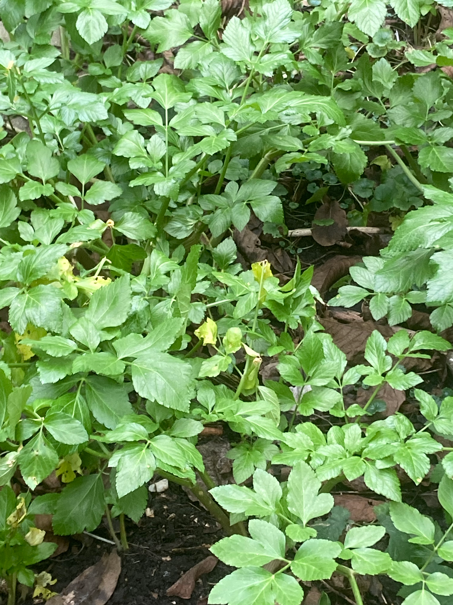 Groene bladplanten die in de grond groeien.